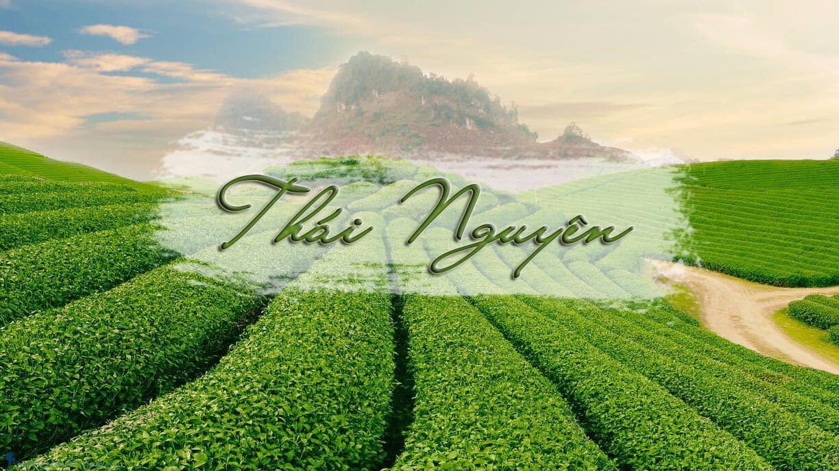 Trà Suối Giàng