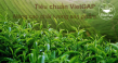 Tiêu chuẩn VietGap là gì? Trà như thế nào đạt tiêu chuẩn VietGap?